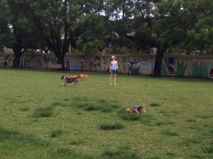 Bark Park