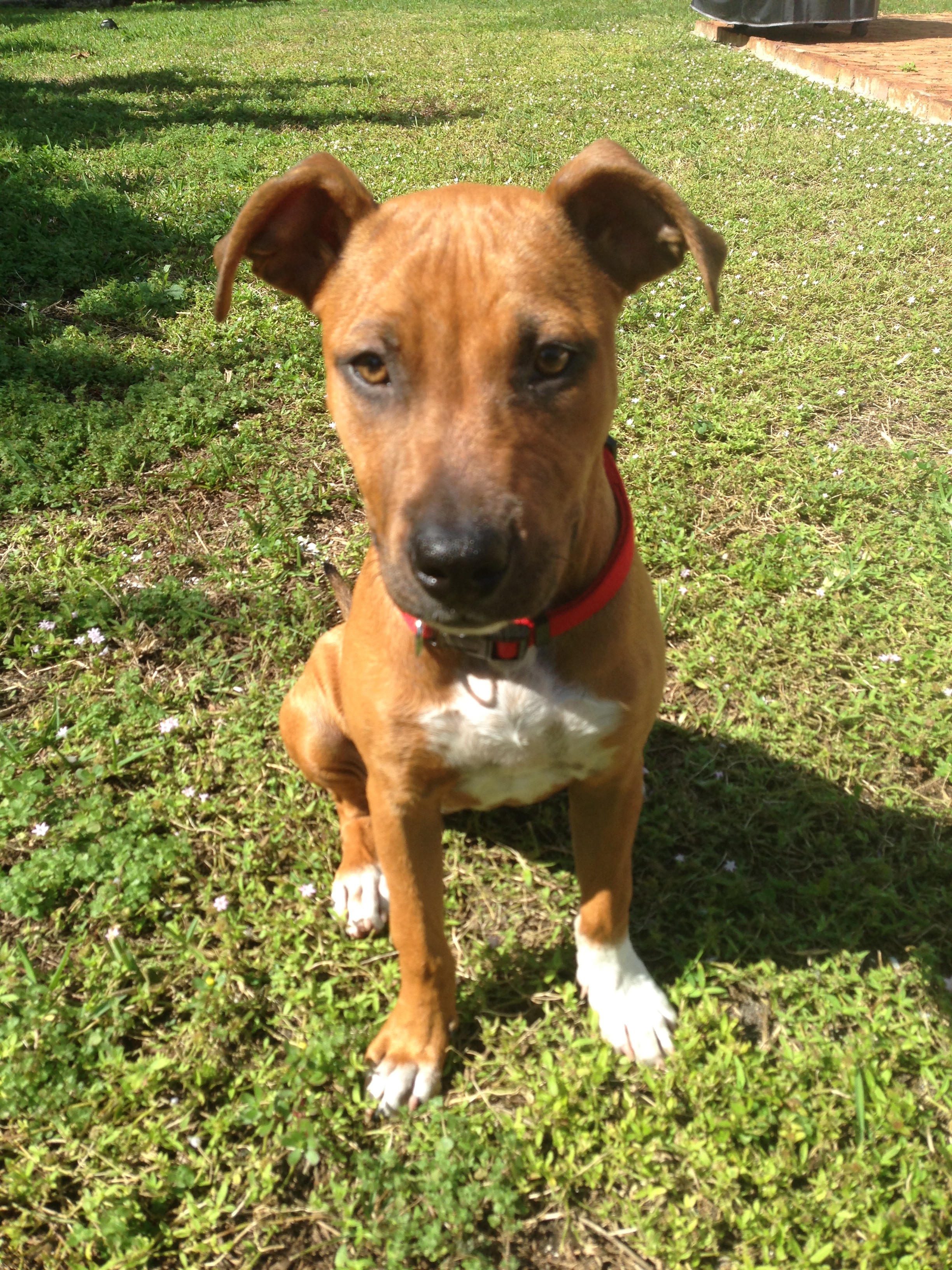 Your Guide visits Snyder Park’s Bark Park on Wednesday afternoon