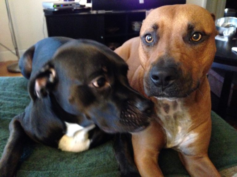 Dogs